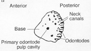 TFP285, BU2581, f2a.jpg