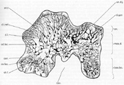 TFP286, BU2607, tf4.jpg