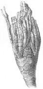 TFP17, BU68, Pl 10, f2.jpg