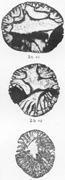 TFP76, BU313, Pl3, f2a-c.jpg