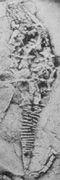 TFP98, BU409, Pl113, f2.jpg