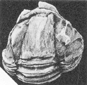 pl20, f8.jpg