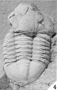 pl35, f4.jpg