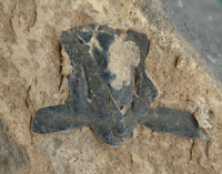 BIRUG 80287.jpg
