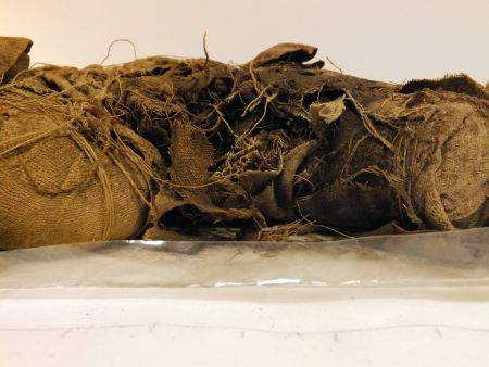 ECM6230-Dissection slit position.jpg