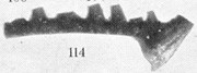 pl21, f114.jpg