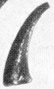 pl21, f98.jpg