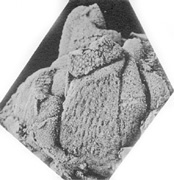 pl3, f4.jpg
