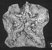 pl19, f7.jpg